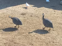 Guinea fowl — foto 1