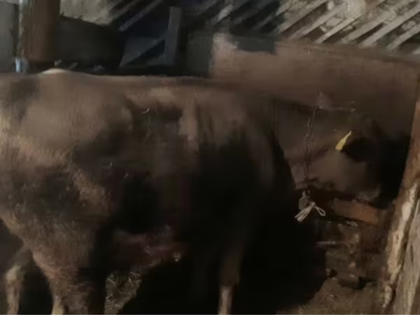 ВРХ (партія, стать не вказано), Велика рогата худоба