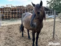 Cavalo, Hucul pony — foto 3