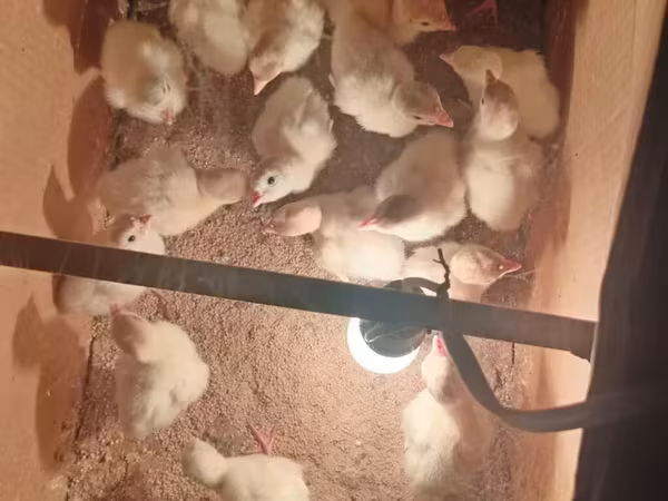 Turkeys — Azerbaijan