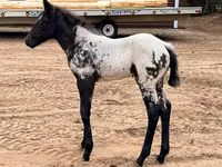 Madyan, Appaloosa — foto 5
