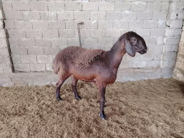 Qoyunlar (partiya, cinsi göstərilməyib), Blackheaded Persian sheep
