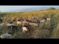 Goat, Goats — photo 1