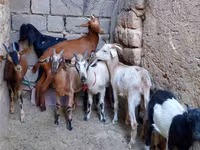 Koza, Alpine goat — zdjęcie 2