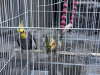 Nimfa (Cockatiel) cütlüyü və qəfəs dəsti - Növ: Nimfa tutuquşusu — Foto 3