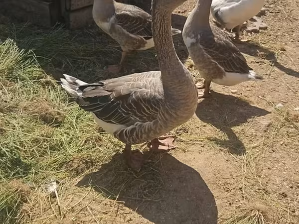 Geese — Azərbaycan