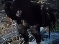 Chickens — الصورة 1