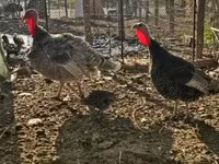 Turkeys — foto 2