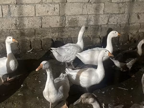Geese — Azərbaycan