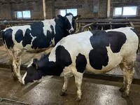 Vaca, Raza Holstein — foto 1