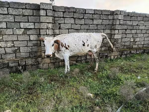 Vaca, Ganado vacuno — Azerbaiyán