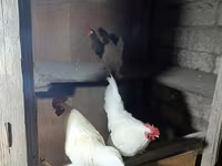 Chickens — foto 2