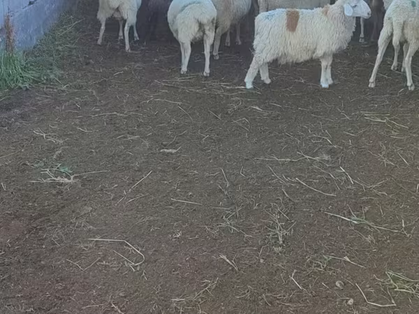 نعجة, Beulah Speckled face sheep