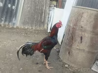 Chickens — Foto 4