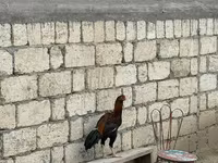 Chickens — foto 4