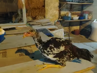 Chickens — photo 1