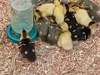 Ducks — photo 3