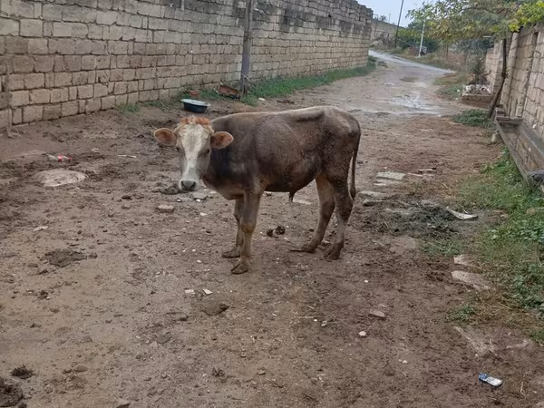 公牛, Cattle