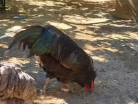 Avstraliya Pit Game quşu — foto 6
