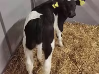 Vaca, Russian Black pied cattle — foto 6
