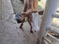 Skot (série, pohlaví neuvedeno), Simmental cattle — foto 6