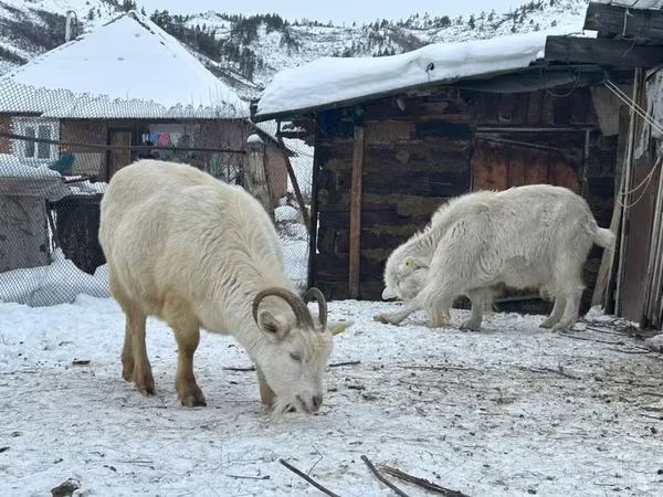 Goat, Saanen goat
