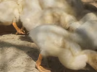German Pekin — photo 5