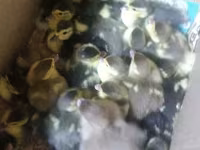 Domestic Muscovy — photo 1