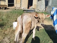 Bull, Swiss cattle — photo 2