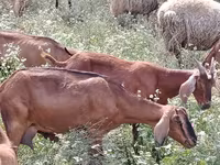 Koza, Nubian Goat — foto 3