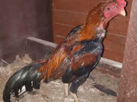 Chickens — photo 3