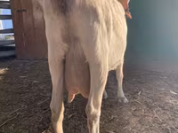 Koza, Saanen goat — zdjęcie 8