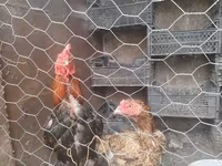 Chickens — फ़ोटो 2