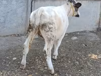 Cow, Belgian Blue — photo 5