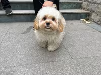 Maltipu – 2 yaş, peyvəndləri olunub. - Cins: Maltipoo (Maltese x — 照片 3