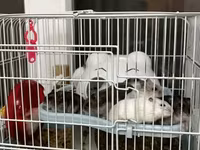Salam Qəfəs qarisiq satılır 8 Ədəd Hamster var içərsində. Gelen ay — Foto 3