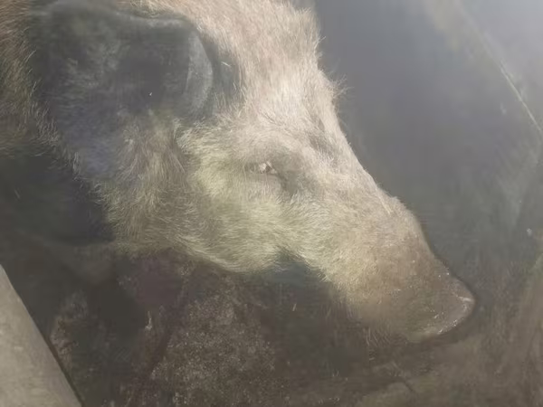 Eber, Schweine