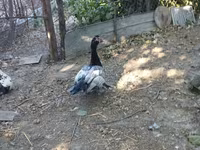 Hausente — Foto 4
