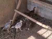 Chickens — photo 3