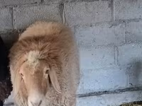Carnero, Rhon sheep — foto 3