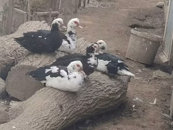 Ducks — Azərbaycan