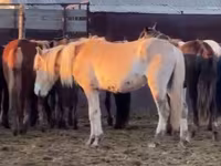 Caballos (lote, sexo no especificado), Caballos — foto 4