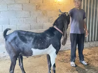 Taka, Kamori goats — 2-rasm