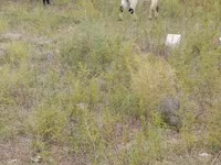 Sheep (batch, sex not specified), Sheep — photo 2
