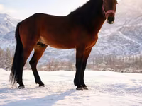 Horse (M), Horses — photo 2