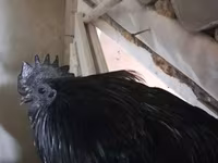 Ayam Cemani — photo 5
