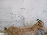 Ziege, Saanen goat — Foto 2