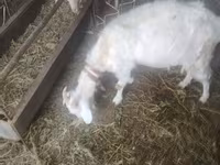 Koza, Russian White goat — foto 1