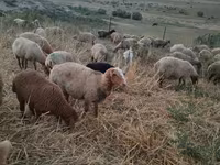 Qoç, Qoyunlar — foto 5