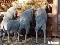 Baran, Merino sheep — zdjęcie 3